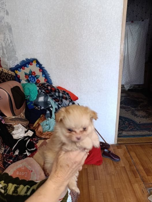 Чихуахуашки миники