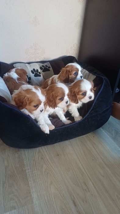 Продавам кавалер кинг чарлз шпаньол