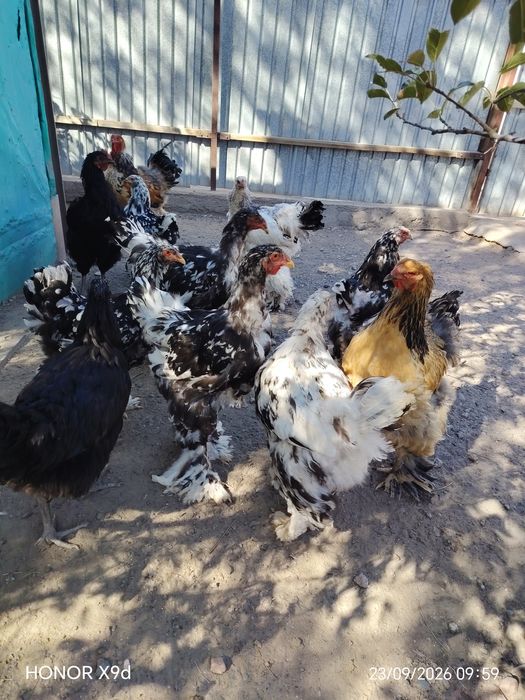 Продам Брамы Далматинцы Мраморные.