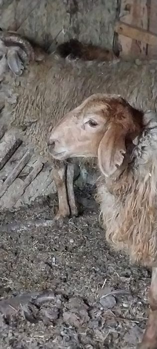 Бараны срочно откормленные