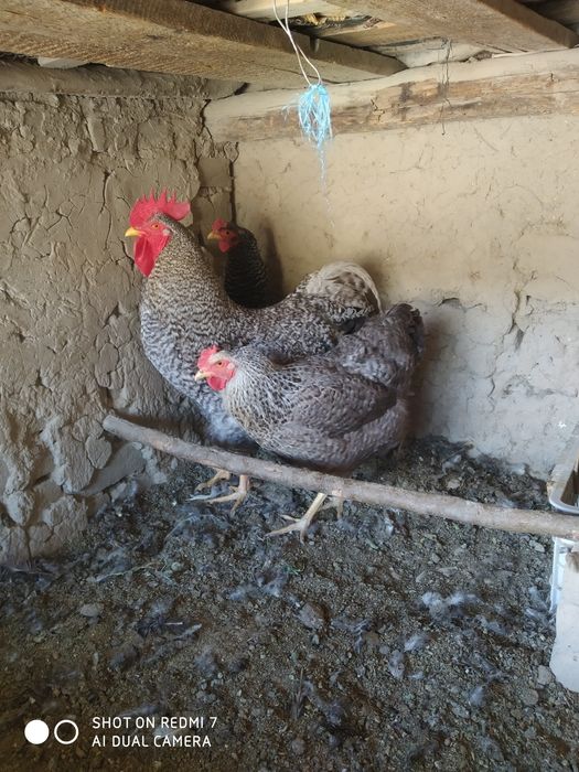 Amroks sotiladi 1 xoroz 2 makyon