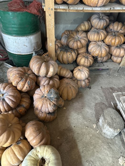 Тыква скотине самовывоз