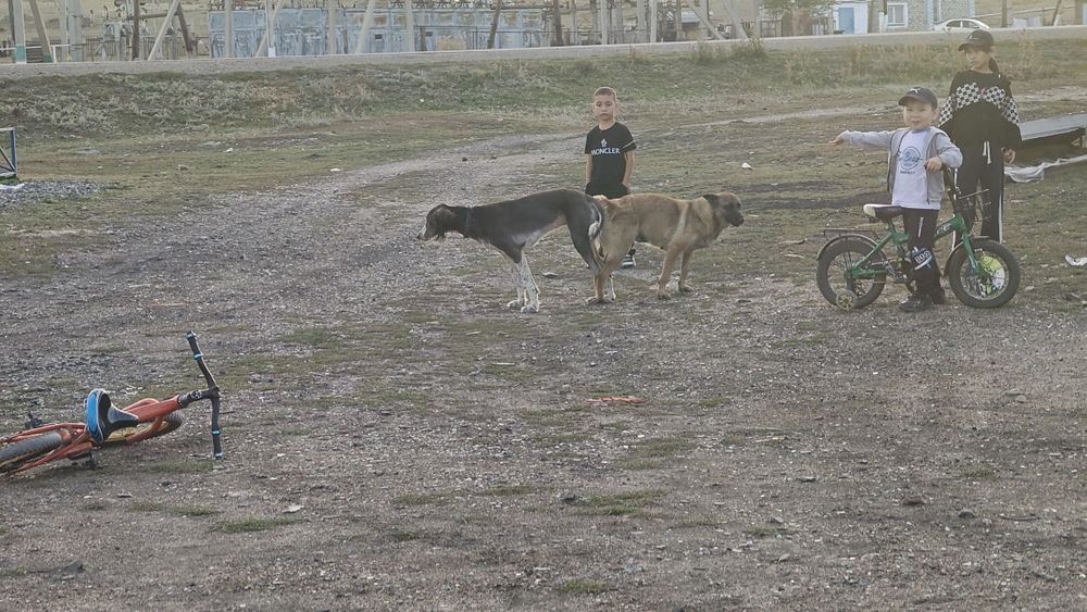Щенки бельгийской овчарки/тазы