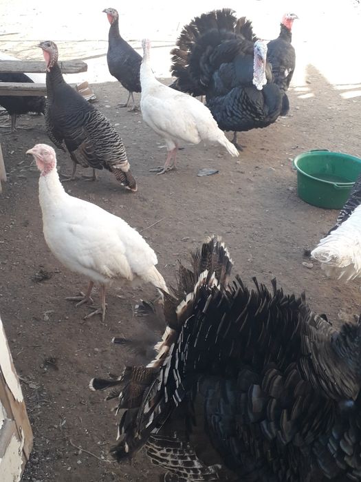 Индюки продаются