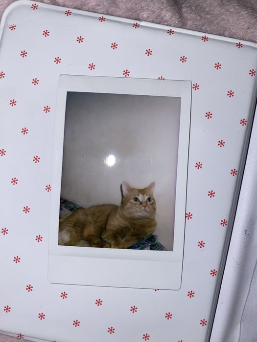 Instax mini 12 полный комплект