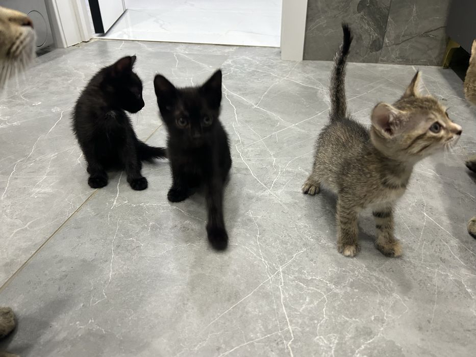 Котята в добрые руки!