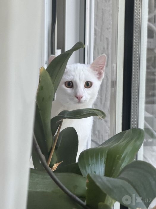 Кошечка 4 месяца