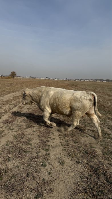 Бык бука аулекөл аулеколь