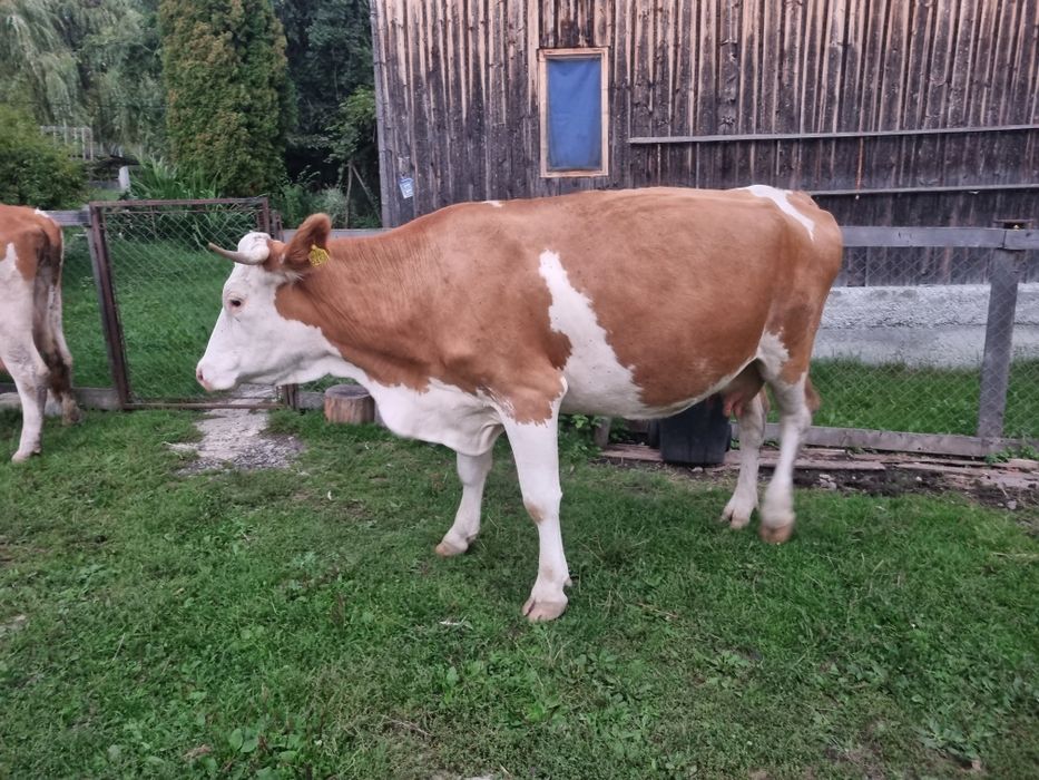 Vand vaca cu lapte