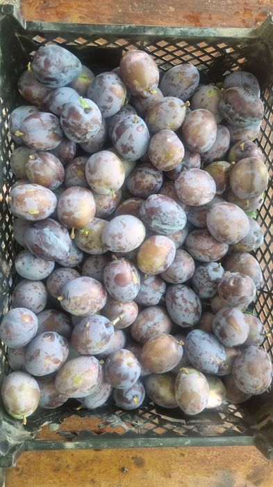 Prune de vanzare