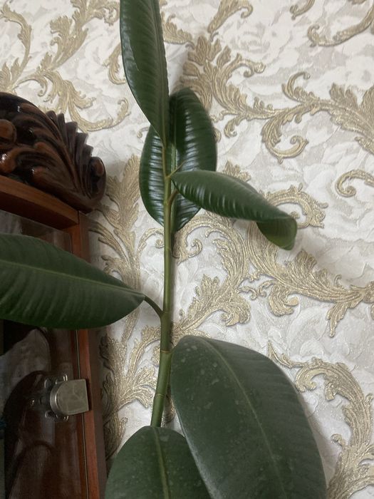 фикус каучуконосный (Ficus elastica).