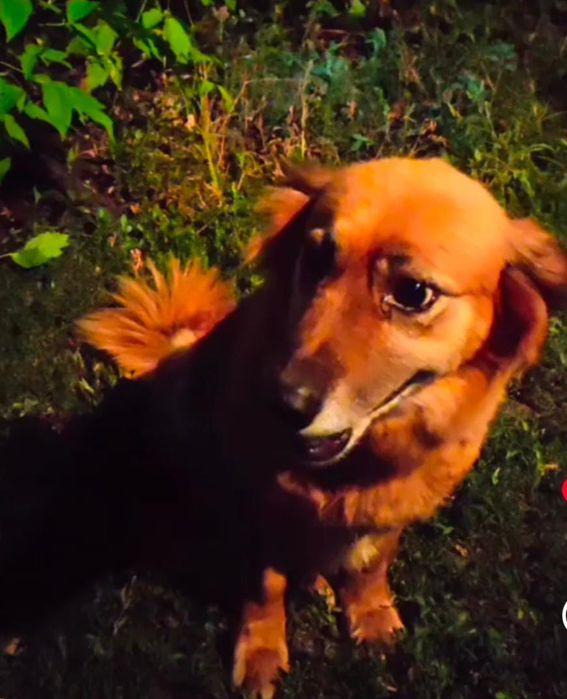 Пропала собака .