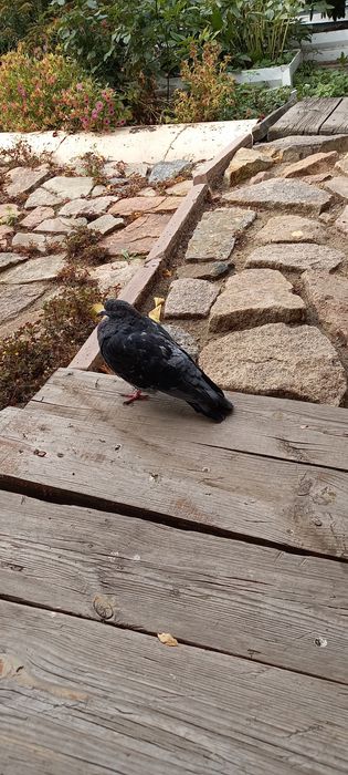 Отдам голубя,желательно  в живой уголок.