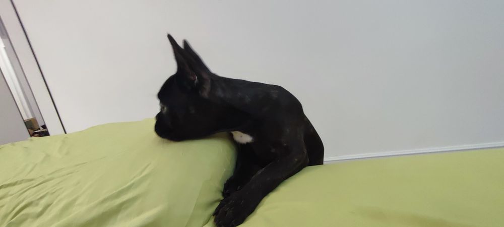 Французкий бульдог довочка