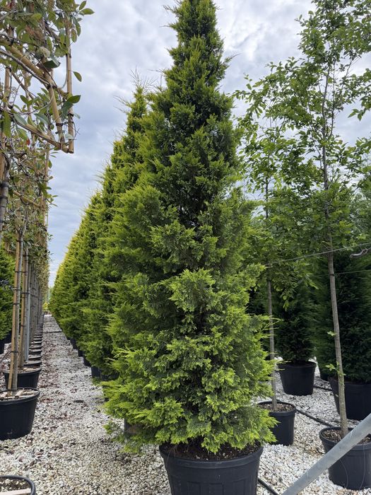Leylandii Gold Rider 160 - 450 cm conifer auriu gard viu pret de la 200 lei