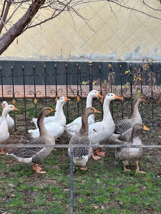 Ғоз сотилади, 6 та королевский, 4 та холмогорский. 250.000 сўмдан