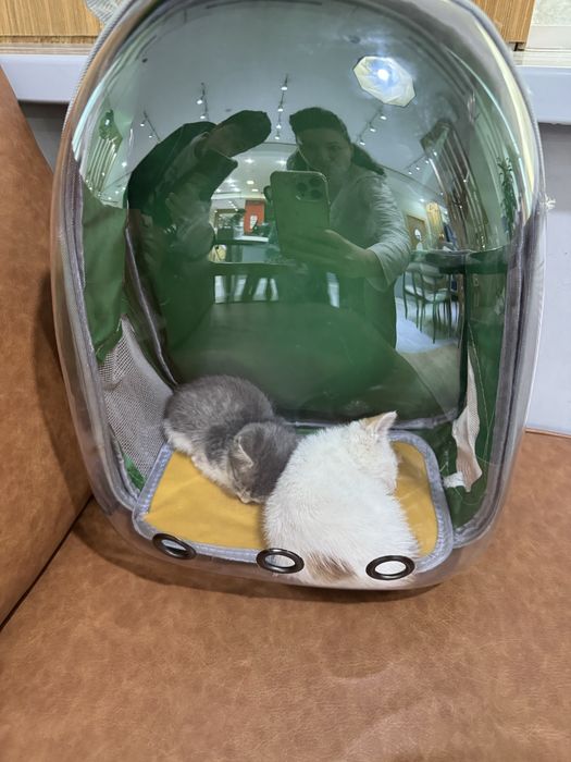 Котенок 1 месяц срочно