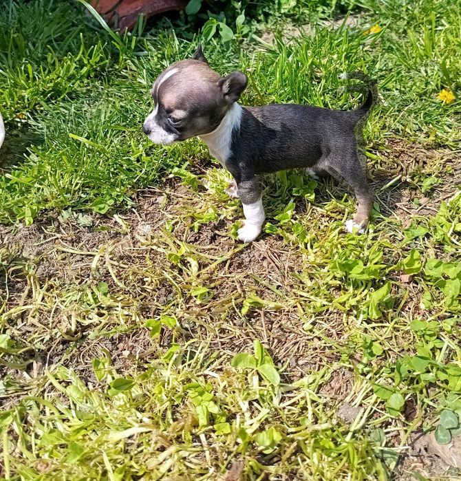 мини чихуахуа кученца