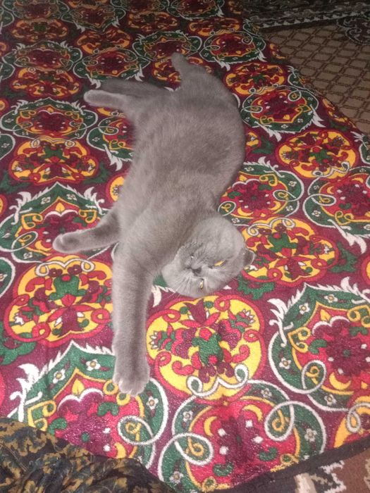 Шотландский скотиш фолд