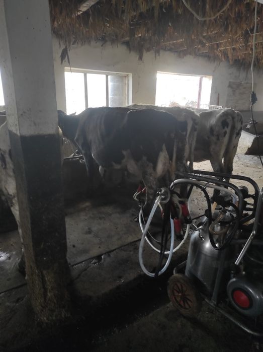 Vaca de lapte recent fatata