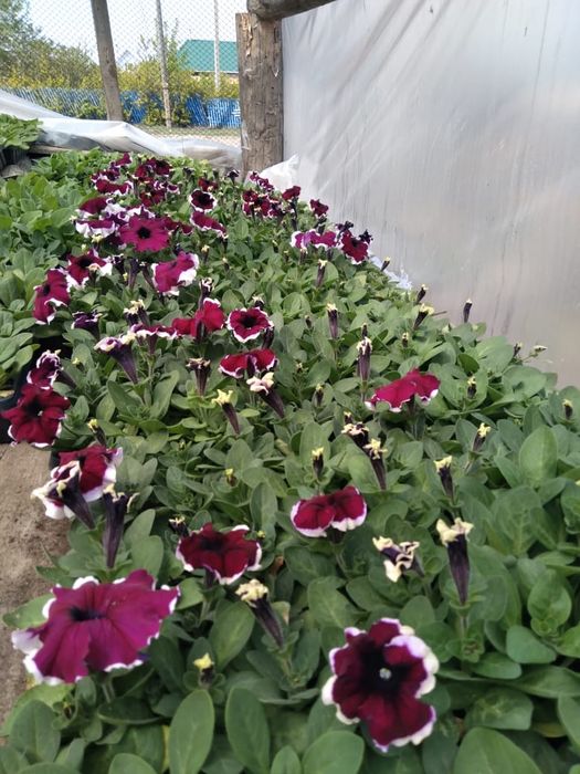 Продам оптом петунию