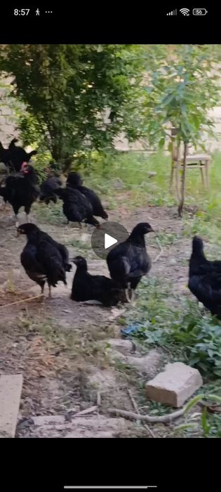 Gigant toza qora shagzoda