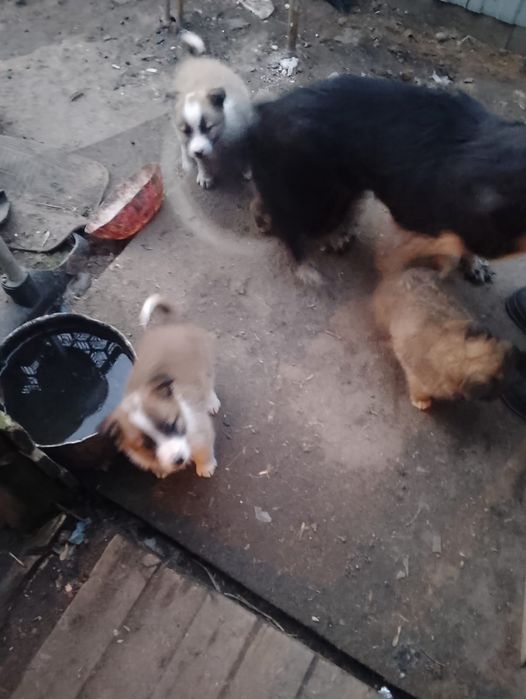 Бесплатно отдам щенят.