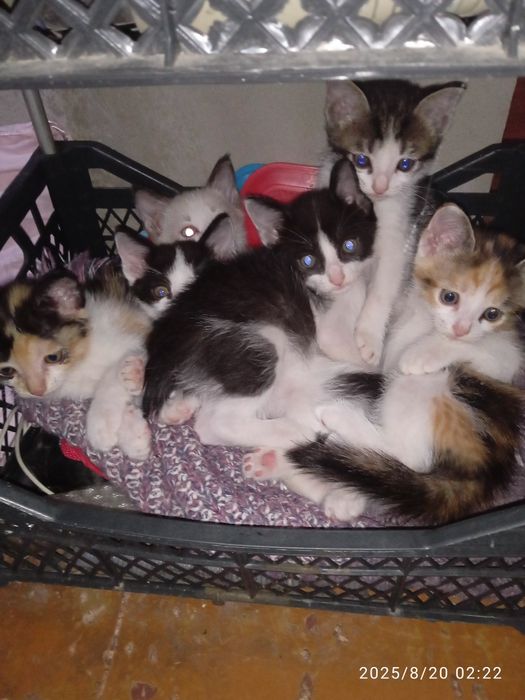 Отдам котят в добрые руки