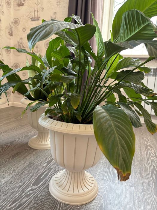 Цветы в горшке для офиса