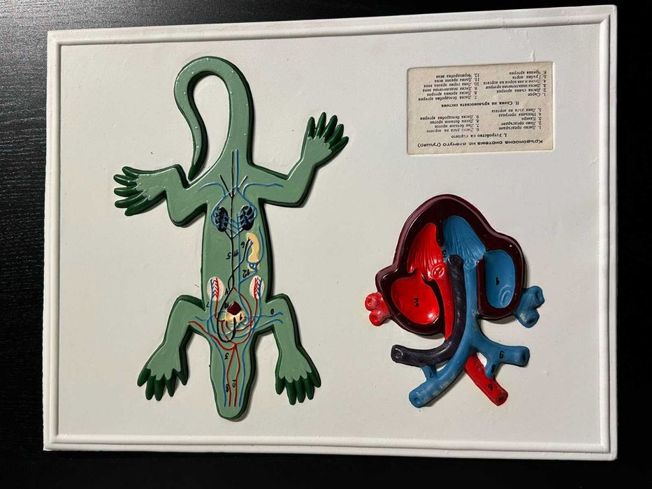 Соц Учебни Табла Помагала по Биология