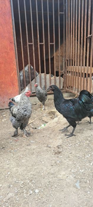 Cocoși australop