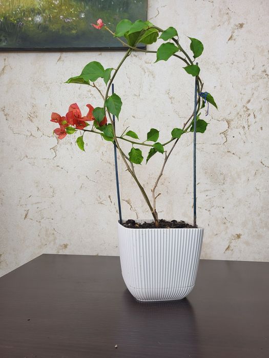 Замиакулькас , бугенвилии