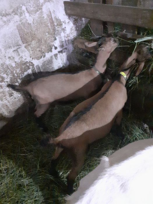 Caprita sannen cu lapte