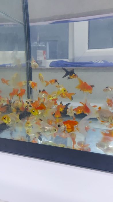 Pui carași diferite culori