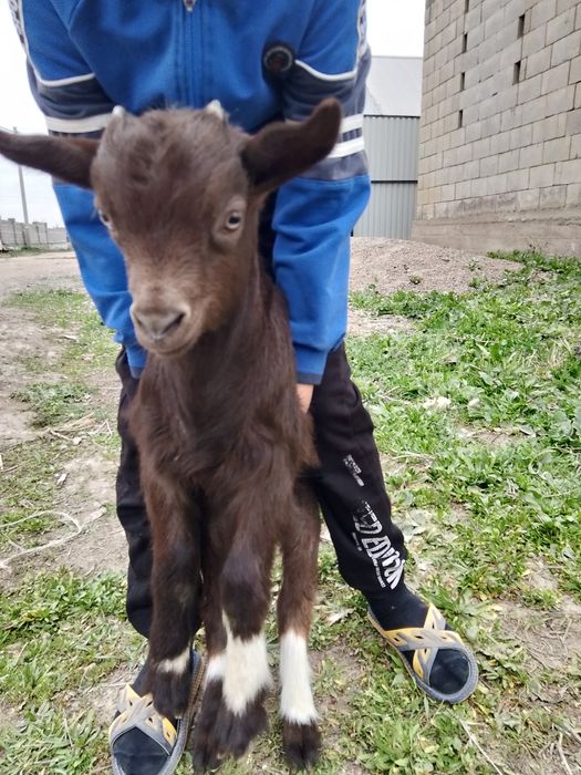 Лақтар 10мың нан сатылады