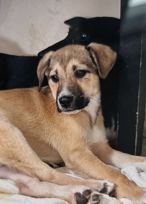 Маленькие щенки в поисках дома ! Ташкент! СРОЧНО!