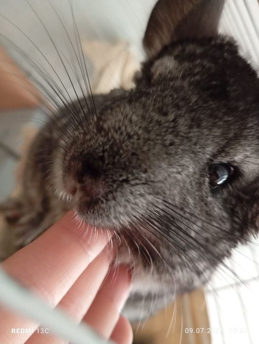 Продам.Шиншылу..