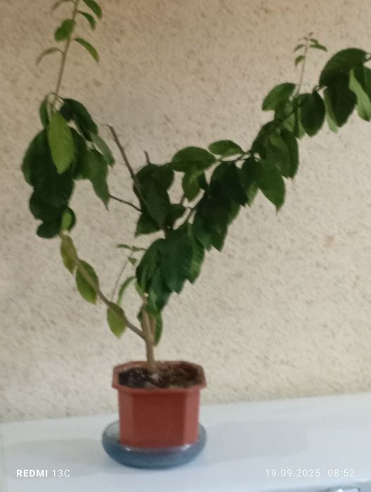 Продается лимонное дерево