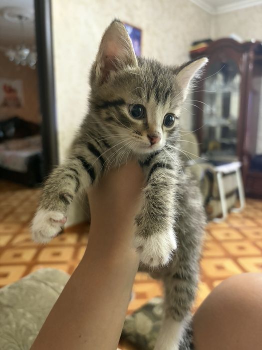 Отдам котёнка  (2х месячный)