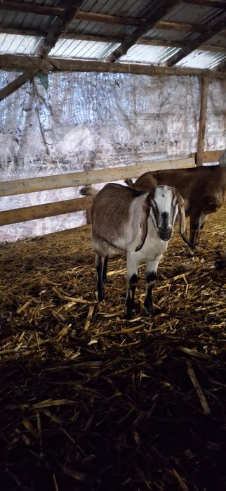 Vând capre anglonubian