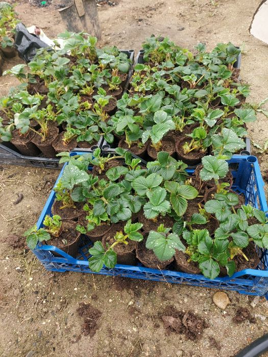 Клубника Рассада Карина