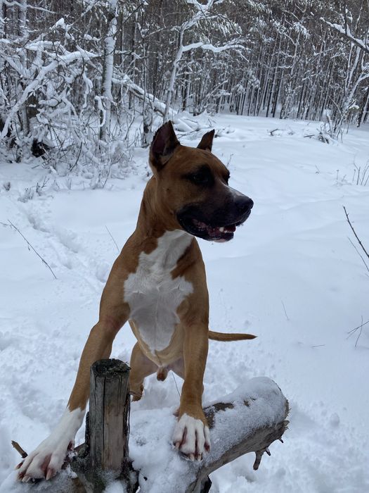 Стафорд для Вязки