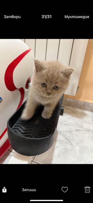 Продавам клепоухи котенца