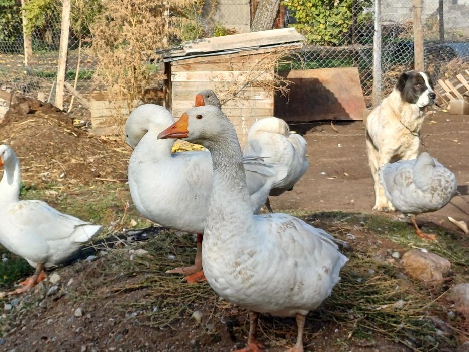 Продам гуси молодые