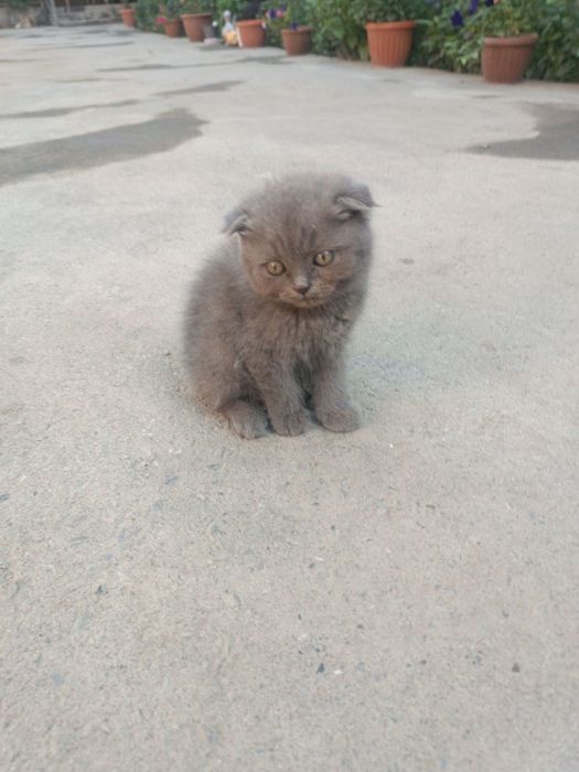 Продаются котята породистые Scottish fold 3 месяца
