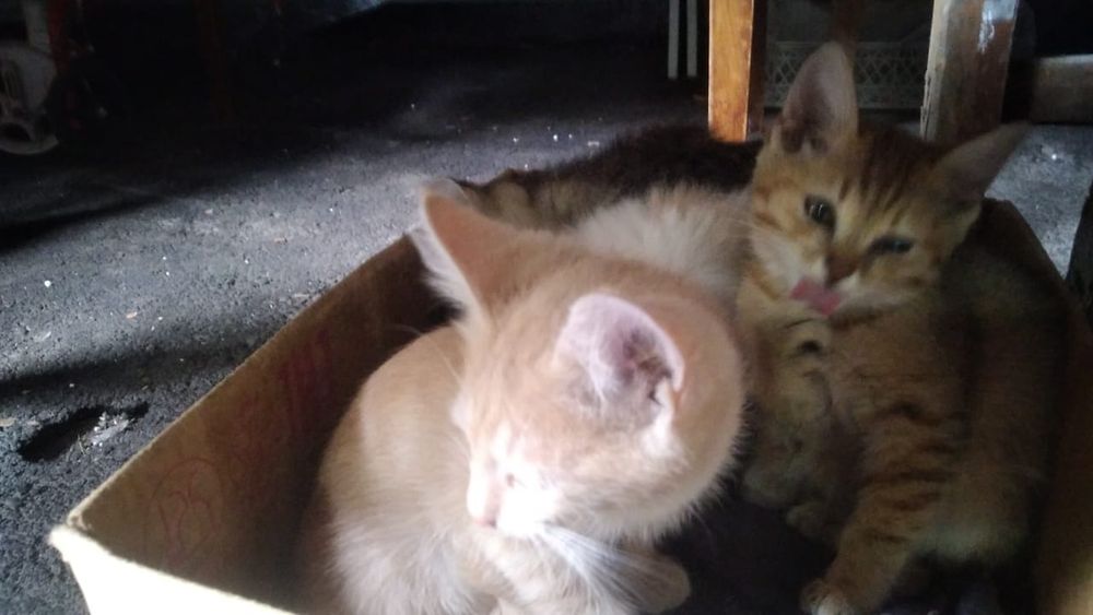 Котята хорошие, бесплатно.