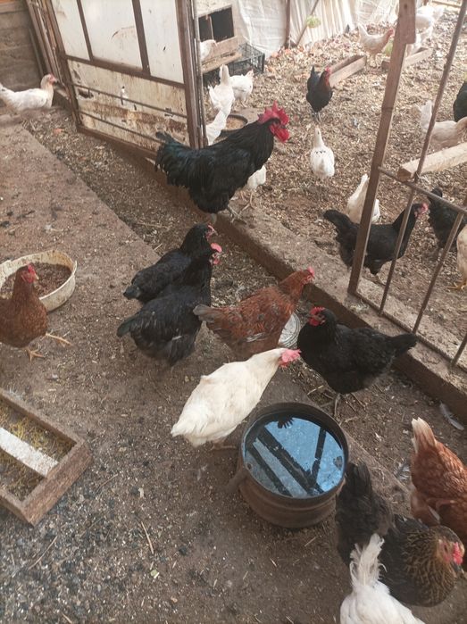 Qorashahzoda tovuqlari sotiladi