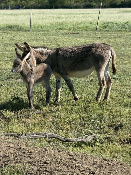 Magarita fatata de 4 zile