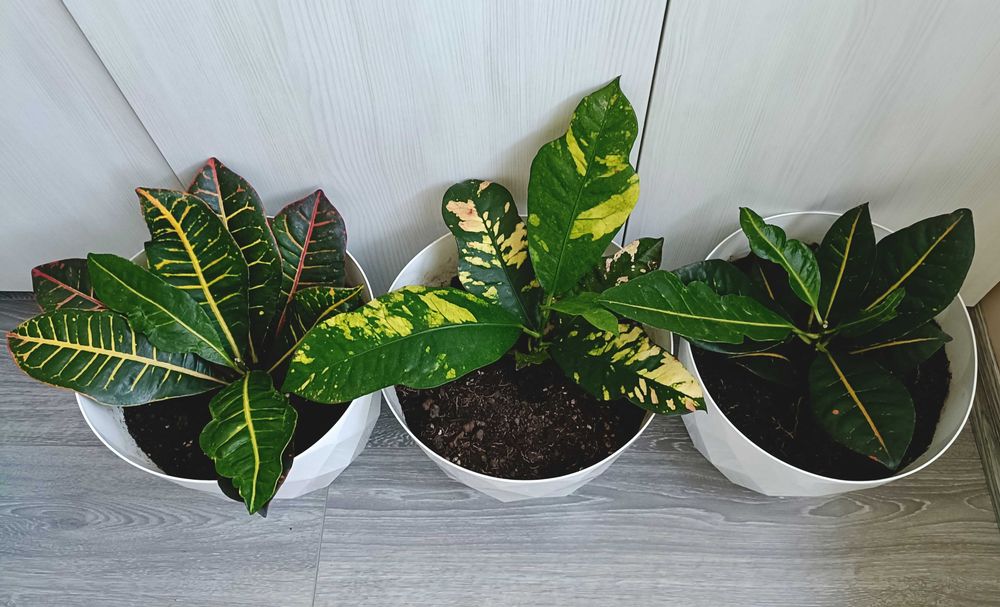 Puiet ficus clasic, livrare gratuită