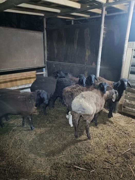 Бараны молодые домашние